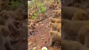 Джавид: Озвучка Обезьян