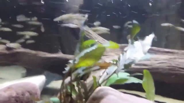 ДАНИО-РЕРИО - Весёлые данюшки смотреть онлайн