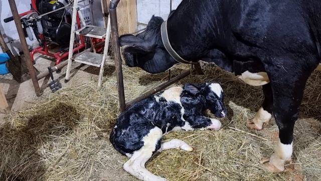 Первый отёл у коровы и у нас. Реакция. 07.08.2022 смотреть онлайн