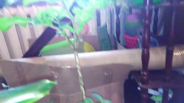 Аморфофаллус, барометр.... смотреть онлайн