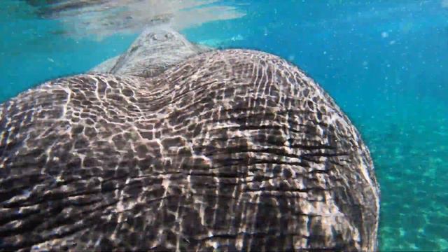 To Be An Elephant Frolicking In A Pool смотреть онлайн