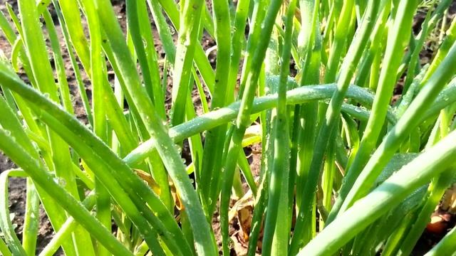 Зелёный лук и репа смотреть онлайн