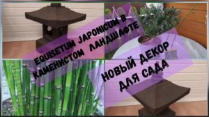 Новый декор для сада.Хвощ(Equisetum Japonicum) в каменистом ландшафте.