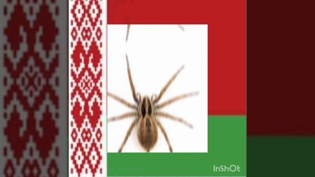 #пауки #беларусь #жуки #шершень смотреть онлайн