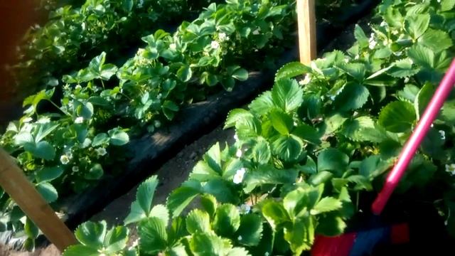 Обработка фунгицидом во время цветения клубники. смотреть онлайн