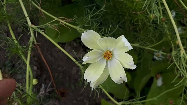 Cosmos Xanthos – Grow & Care (Beautiful Flowers)