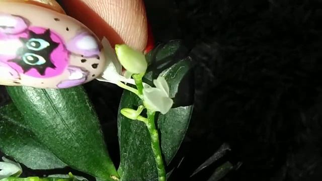Aerangis pumilio hyaloides. Домашнее цветение. Маленькое чудо смотреть онлайн