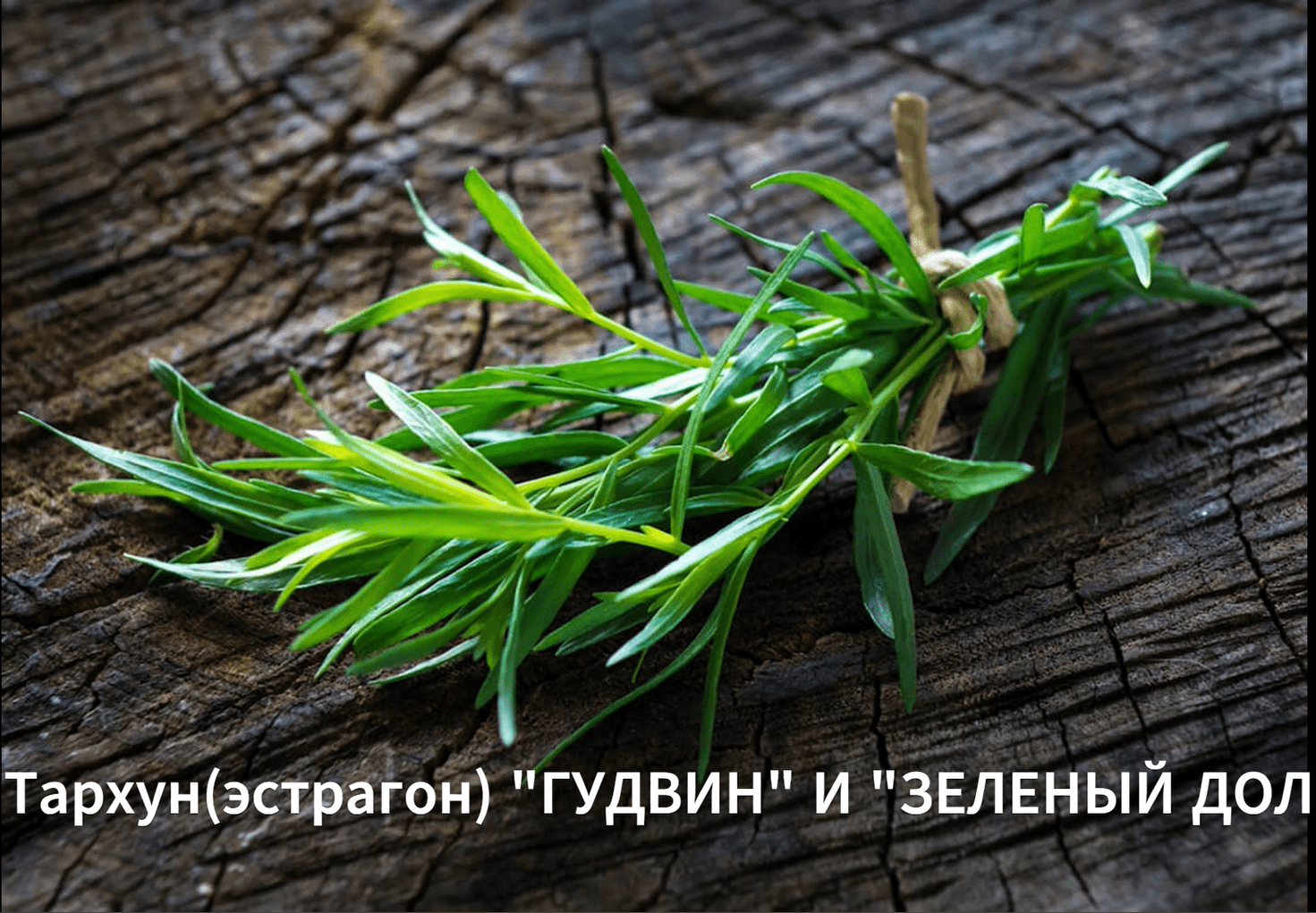 Как сажать тархун. Выращиваем тархун из семян.Сорт "Гудвин" и "Зеленый дол" смотреть онлайн