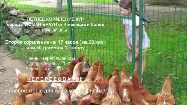 Кормление кур несушек летом. Чем и как кормлю чтобы неслись смотреть онлайн