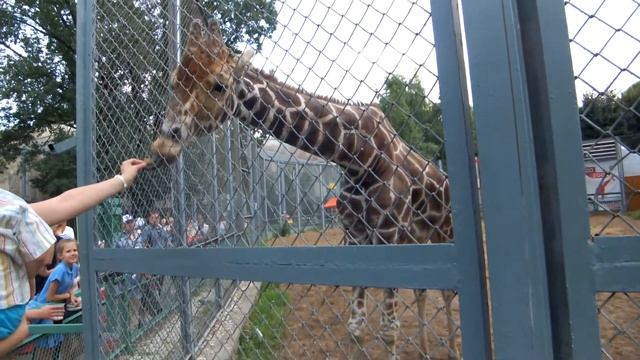 Московский Зоопарк.Кормление Жирафа.DSCF9098 смотреть онлайн