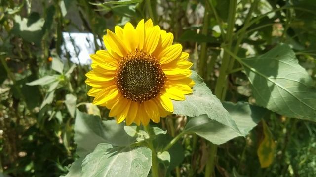 Helianthus annuus, Common Sunflower - Best Flower in the World ! Prettiest Flower in the world смотреть онлайн