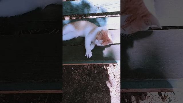 сняла кошечку с эфектом смотреть онлайн