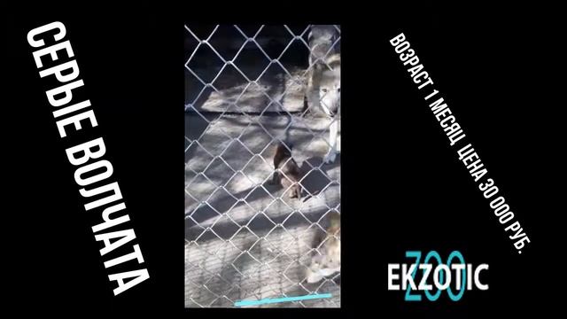 Купить волка с питомника - Купить волченка - Серые волчата - Волк - Продажа волков смотреть онлайн