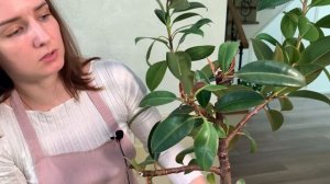 №6. Фикус эластика, результаты обрезки.