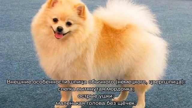 Померанский шпиц и немецкий шпиц: отличия смотреть онлайн