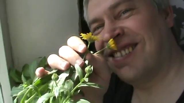 Цветёт желтая календула на окне смотреть онлайн