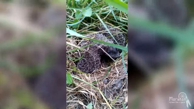 Ежиное гнездо смотреть онлайн