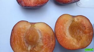 Абрикос Чёрный Принц, Астрахань 2022г.