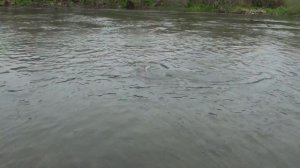 Рыбалка на Камчатке. Ловля и вываживание крупной чавычи в хорошем качестве. Смотрите видео!