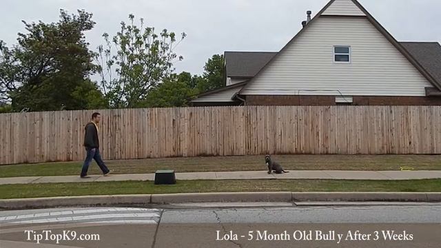 Lola - Bully - Tulsa Board & Train смотреть онлайн