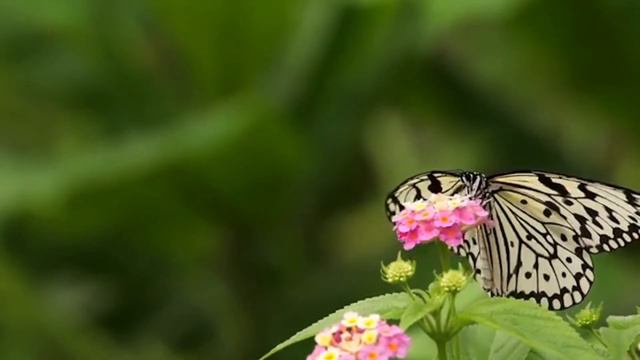 стихи о Боге. автор Влад Бертыч Заречный. На голове. jw смотреть онлайн