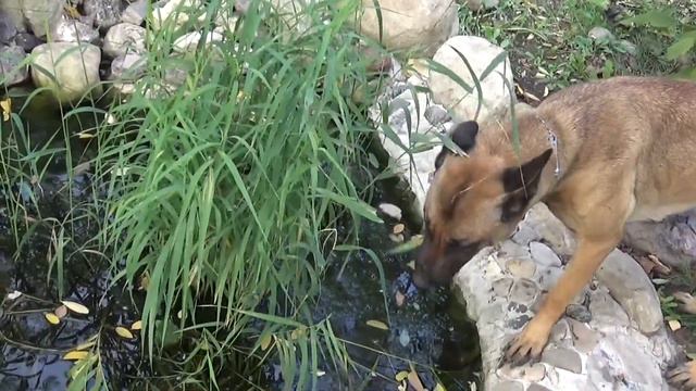 My Dog Eating Grass 🐕🦺😄 смотреть онлайн