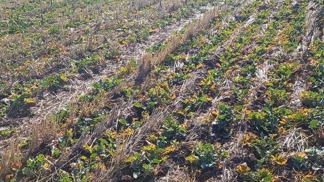 2/2 24.10 тёмные полосы смотреть онлайн