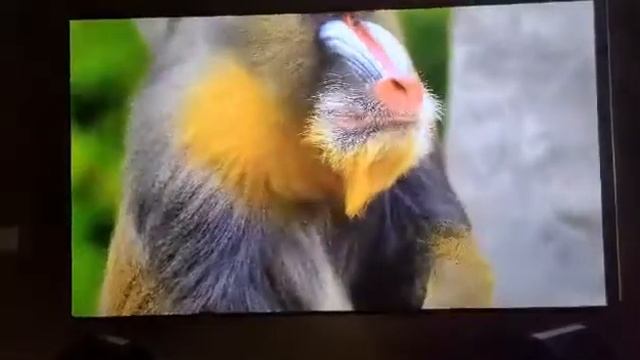 Telon 120inch theater PET Crystal-CBSP top quality ust clr screen alr projection screen on vava 4k смотреть онлайн