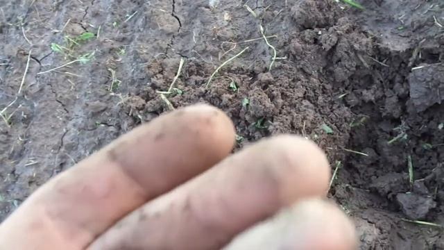 С  металлоискателем Lethrus A250 наперевес. Копать, не перекопать