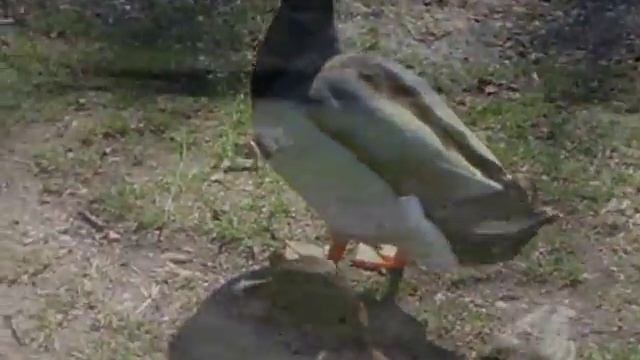 Hungary. Венгрия. Парк купальни Мишкольц-Тапольца. Кормление уток. смотреть онлайн