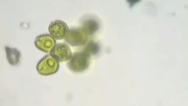 Многообразие одноклеточных животных смотреть онлайн