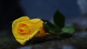 Ваха Берсанукаев  Диана