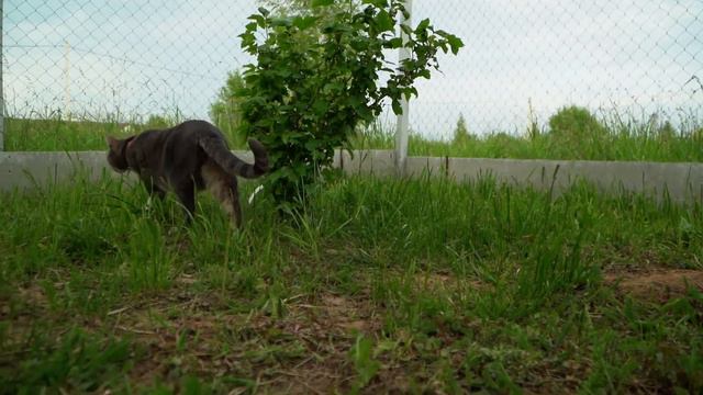 Скоро ВЕСНА! Дача скоро станет домом! Нужен Погреб! смотреть онлайн