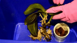 РЕАНИМАЦИЯ ОРХИДЕИ БЕЗ КОРНЕЙ С ВЯЛЫМИ ЛИСТЬЯМИ! КАК РЕАНИМИРОВАТЬ ОРХИДЕЮ #1 ЧАСТЬ