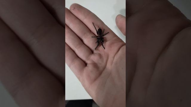 у меня поленял паук брахипельма ваганс 6 линька