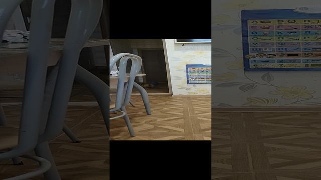 слепая собака