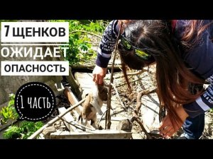 1 часть. Щенок провалился в яму 7 бездомных щенков в ОПАСНОСТИ.