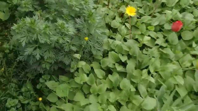 А у нас в Садочке Новые ЦВЕТОЧКИ !!! смотреть онлайн