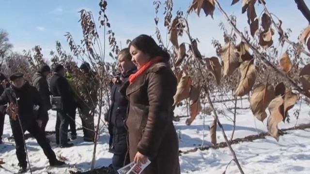 Agro.KG - О бактериальном ожоге фруктовых деревьев, на дне поля. смотреть онлайн