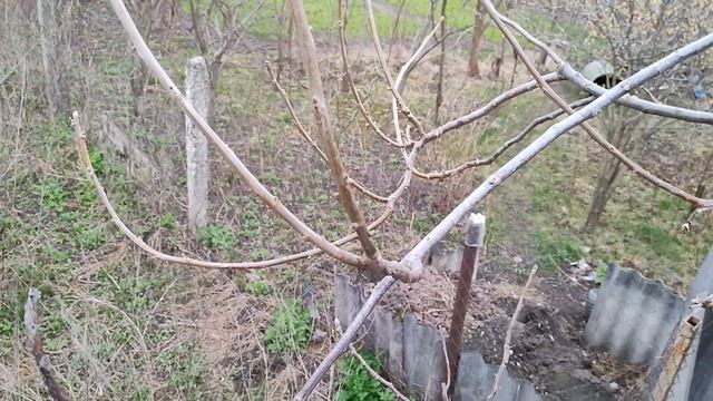 Обрезка грецкого ореха весной и формирование кроны дерева смотреть онлайн