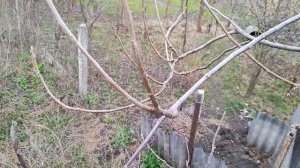 Обрезка грецкого ореха весной и формирование кроны дерева