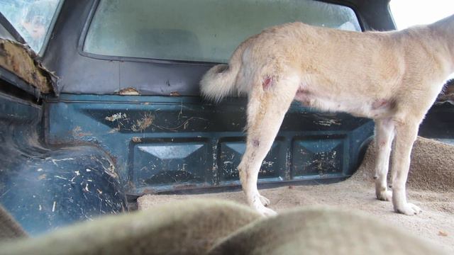 Тайну привёз к Соболю,а она выходить не хочет с машины!!! смотреть онлайн