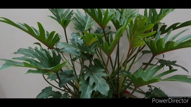 Philodendron Xanadu Indoor  Plant Care