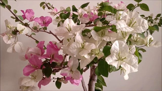Do this to get more flowers on your Bougainvillea plant //Triple A смотреть онлайн