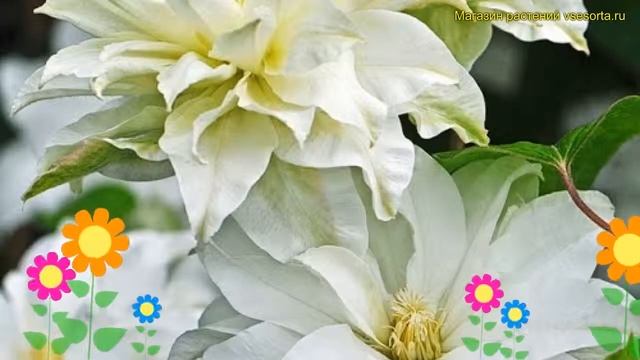 Клематис гибридный Фёст Лав. Краткий обзор, описание характеристик clematis First love смотреть онлайн