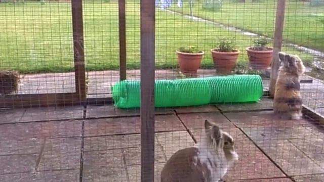 Happy Bunny Rabbit Binky, Hopping, Jumping For Joy - Funny смотреть онлайн