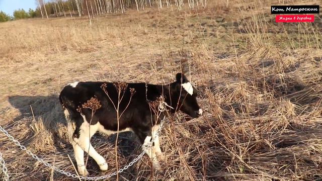 Первая прогулка коровки смотреть онлайн