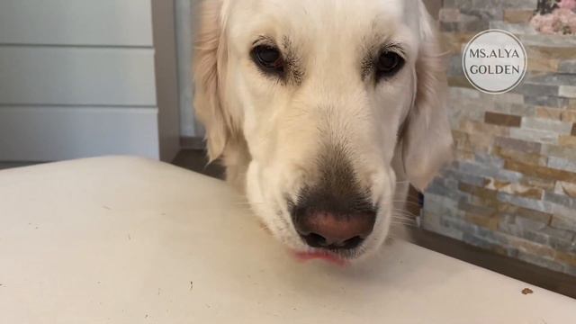 Unpack and try the taste Russian natural dog treats. Распаковочка посылки от ПёсикРу. смотреть онлайн