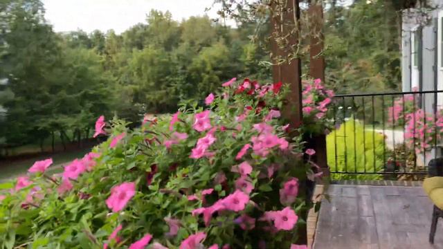 Supertunia Flower Boxes Week 24 Update 2023! смотреть онлайн