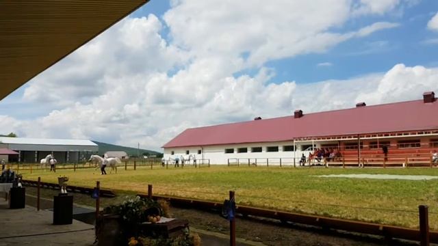 Выводок арабских скакунов Терский конезавод. смотреть онлайн